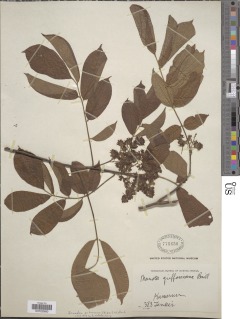 Rourea thomsonii image