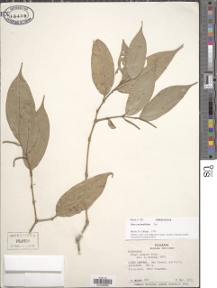Piper concinnifolium image