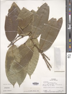 Piper ottoniifolium image