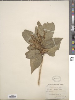 Image of Prunus integrifolia