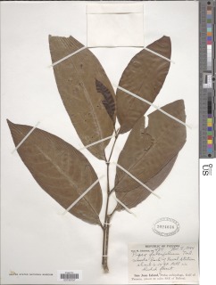 Piper falcifolium image