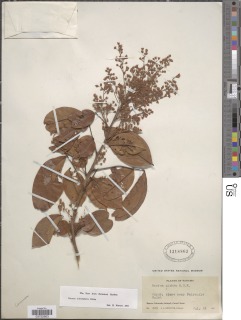 Rourea adenophora image