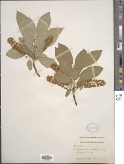 Prunus virginiana image