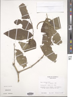 Piper villiramulum image