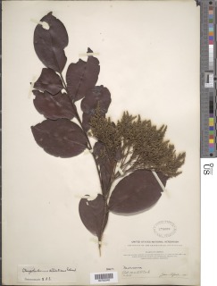 Chrysobalanus icaco subsp. icaco image
