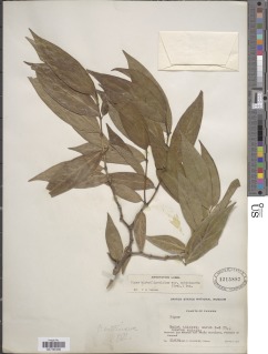 Image of Piper hirtellipetiolum
