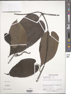 Aristolochia constricta image