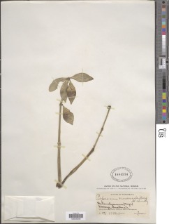 Peperomia pereskiifolia image