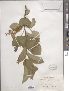 Prunus virginiana image