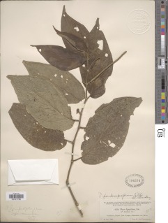 Piper pseudoasperifolium image