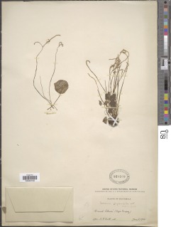 Image of Peperomia claytonioides
