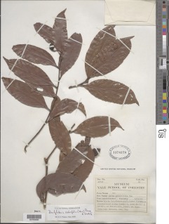 Dactyladenia scabrifolia image