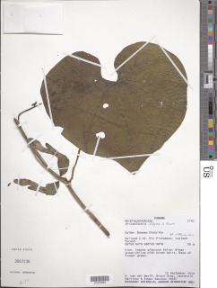 Aristolochia didyma image