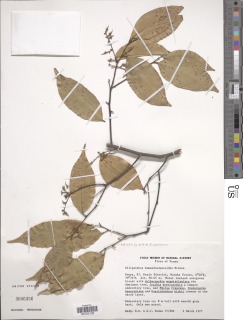 Ellipanthus madagascariensis image