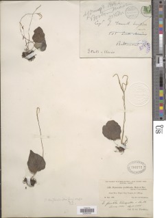 Peperomia claytonioides image