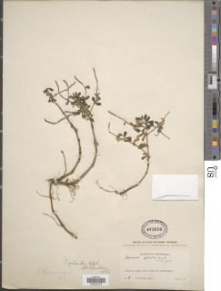 Peperomia galioides image