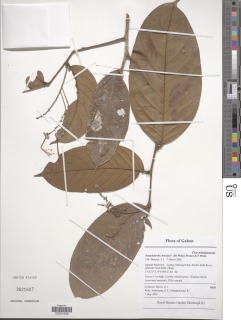 Image of Dactyladenia chevalieri