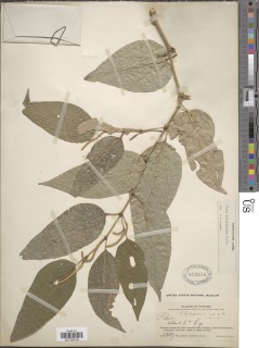 Piper chiriquinum image