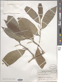 Piper falcifolium image
