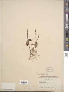 Peperomia san-joseana image