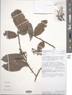 Dactyladenia bellayana image