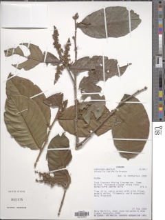Hirtella latifolia image