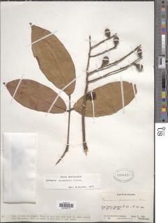 Connarus monocarpus image