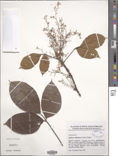 Agelaea rubiginosa image