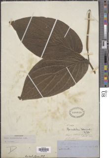 Image of Piper peracuminatum