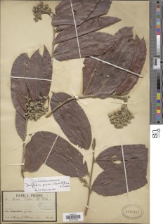 Dactyladenia pierrei image