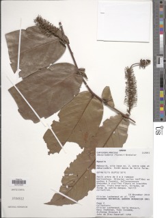 Dactyladenia floretii image