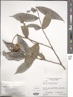 Hirtella guatemalensis image