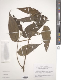 Image of Piper perhispidum