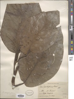 Piper calophyllum image