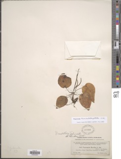 Peperomia lanceolatopeltata image