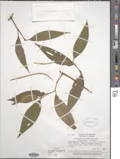 Piper pseudolanceifolium image