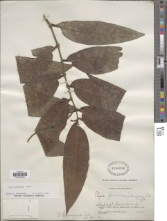 Image of Piper arboreum