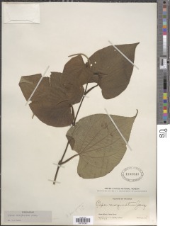 Piper marginatum image