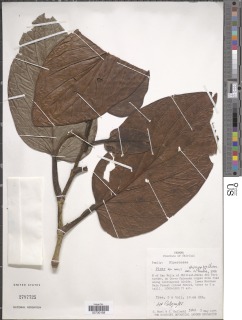 Image of Piper euryphyllum