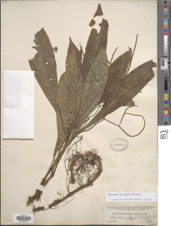 Peperomia lancifolia image