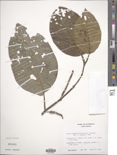 Piper pergamentifolium image