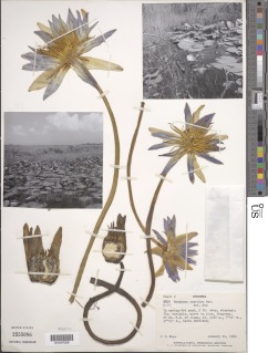 Nymphaea nouchali var. caerulea image