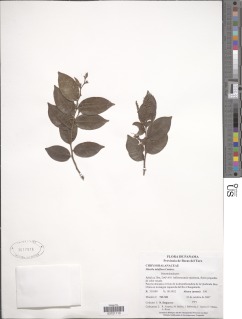 Hirtella tubiflora image