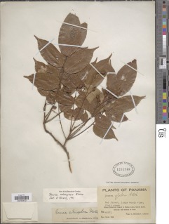 Image of Rourea adenophora