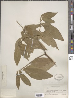 Piper pseudofuligineum image