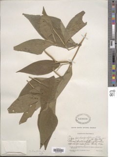 Piper pseudoasperifolium image