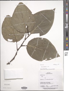 Image of Piper nudifolium