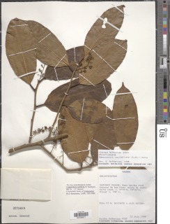 Compsoneura rigidifolia image