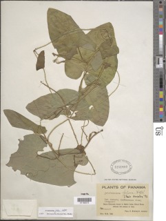 Aristolochia pilosa image