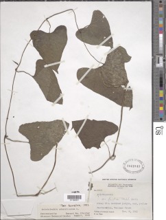 Aristolochia odoratissima image